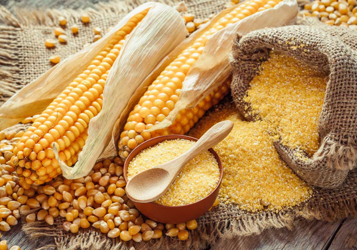 maize flour screening